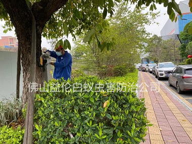 高明區街道滅治樹木白蟻